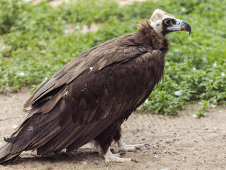 Black vulture. Aegypius monachus. Summer day.