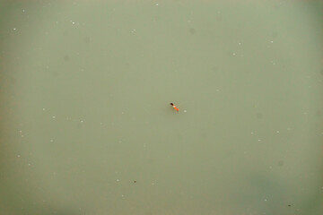 HARIDWAR ANIMALS NATURE