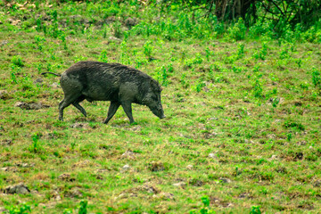 HARIDWAR ANIMALS NATURE