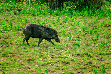 HARIDWAR ANIMALS NATURE