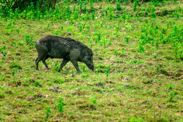 HARIDWAR ANIMALS NATURE