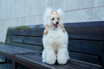 The poodle, slightly opening its mouth, attentively observes what is happening