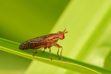 Pherbina coryleti