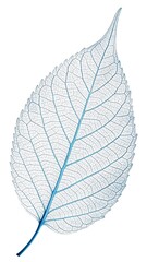 Single delicate blue leaf skeleton isolated on white background