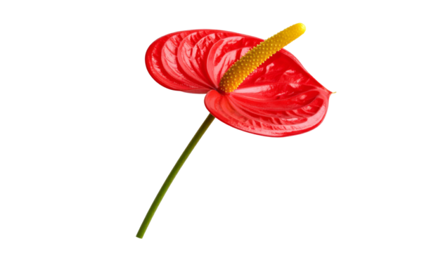 Anturio rojo brillante con espádice amarillo curvado, flor tropical exótica con gran realismo y detalle