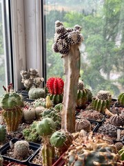 cacti collection in pots, grafted cactus