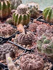 cacti collection in pots, blooming cactus