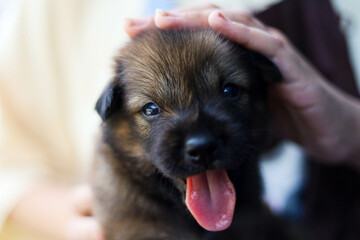 The brown puppy smiles openly and happily as the owner's hand gently strokes its head.