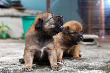 A brown puppy is howling with its sibling.