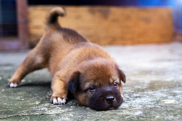 A one-month-old brown puppy is getting ready to fight in a cute and playful way.