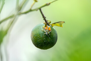 Nymph of a Harlequin bug with yellow and black spots sits a top a vibrant green lime still growing...