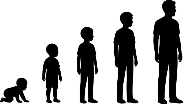 Silhouette illustration of human growth stages.