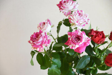 赤とピンクのばら