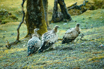 white tailed eagle