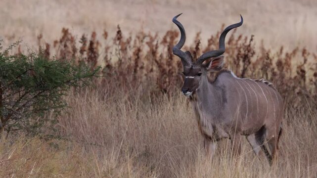  A big kudu bull feeding in the morning