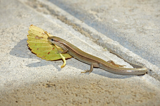 The Desert Cutthroat Lizard (Ablepharus deserti)