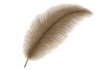 Soft, delicate brown feather isolated on a transparent background, perfect for adding a touch of nature to designs