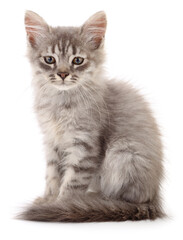 Obraz premium Kitten on white background.