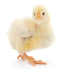 Small yellow chicken