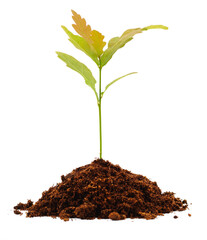 Tree oak planted in the soil.