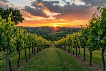 Vibrant sunset over vineyard captured in stunning timelapse, Panorama sunset in a vineyard  background