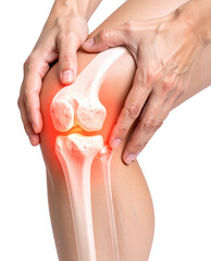 Hands holding a knee joint with highlighted inflammation, showing the anatomy of the bones and area of pain on transparent background.