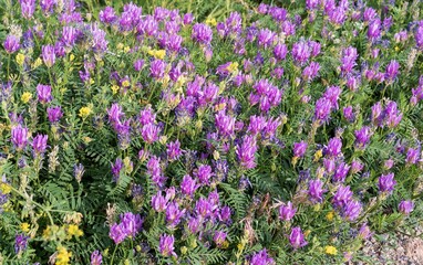 Obraz premium Close-up of lush purple and lilac meadow flowers on green grass in soft sunlight. Nature landscape