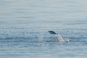 red tuna jumping outside the sea while hunting
