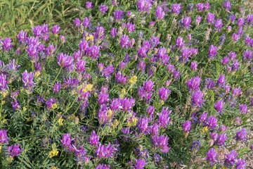 Close-up of lush purple and lilac meadow flowers on green grass in soft sunlight. Nature landscape