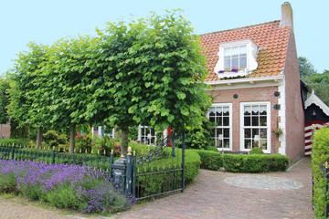 Front yard of a traditional dutch house decorated with beech trees and lavender bushes (Schouwen-Duiveland, Netherlands)