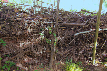 Obraz premium Benjes hedge made from loosely piled branches and twigs provide shelter and food for birds and insects (Baden, Germany)