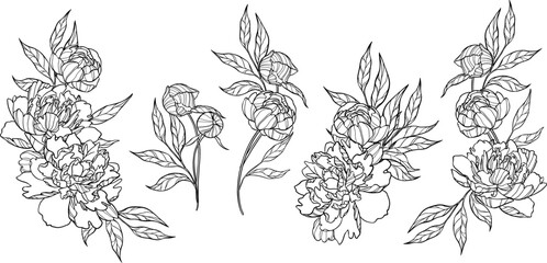 Collection of outline vector arrangement of hand drawn peonies. Clip art of flowers. Monochrome set.
