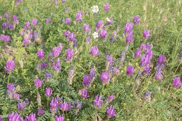 Close-up of lush purple and lilac meadow flowers on green grass in soft sunlight. Nature landscape
