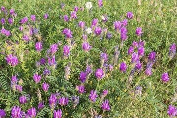 Close-up of lush purple and lilac meadow flowers on green grass in soft sunlight. Nature landscape