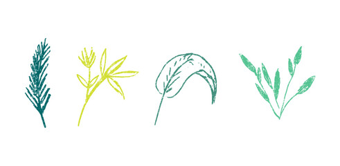 set of hand drawn leaf, plant with crayon, chalk texture, vector illustration
