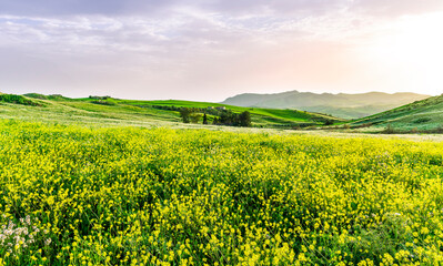 green flowering spring hills in rustic valley with rural road among blossoming grasslands leading...