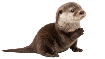 Otter isolated transparent background