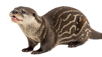 Otter isolated transparent background