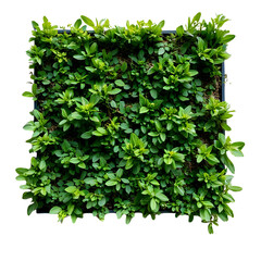 Naklejka premium green leaves on white background