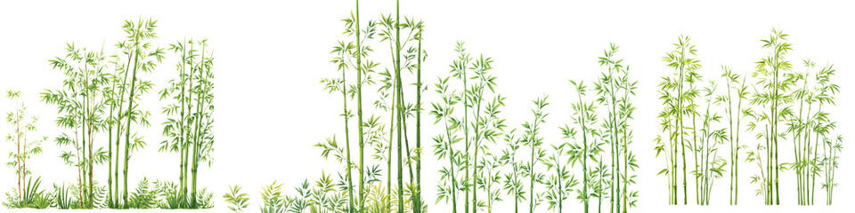 Obraz premium Lush green bamboo forest with vibrant foliage