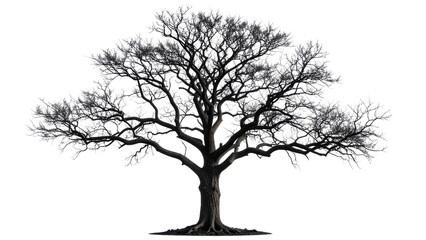 Black silhouette of a charred tree with transparent background, ideal for photo manipulations or graphic design projects requiring a stark and dramatic element