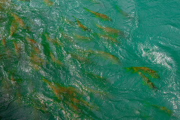 green and blue paint