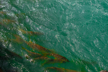 abstract background of green paint