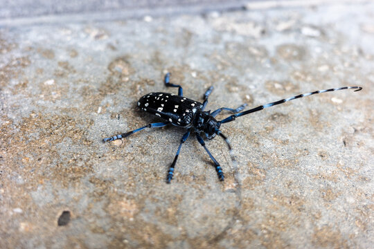 日本の兵庫県赤穂市で見たカミキリムシ