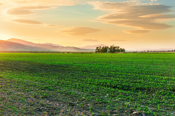 spring sunset landscape of  beautiful green field with young grass growth and amazing evening cloudy sky on background.