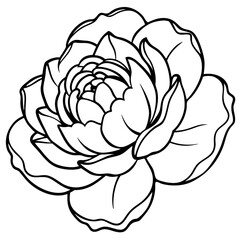 Obraz premium Line art drawing of a single blooming peony flower