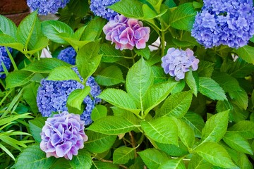 綺麗な青い紫陽花