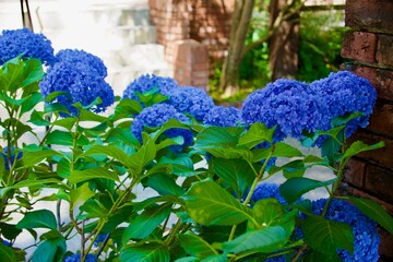 綺麗な青い紫陽花