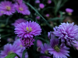 purple aster flower