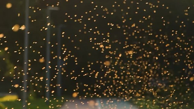 Summer insects bask in the sun, slow motion
